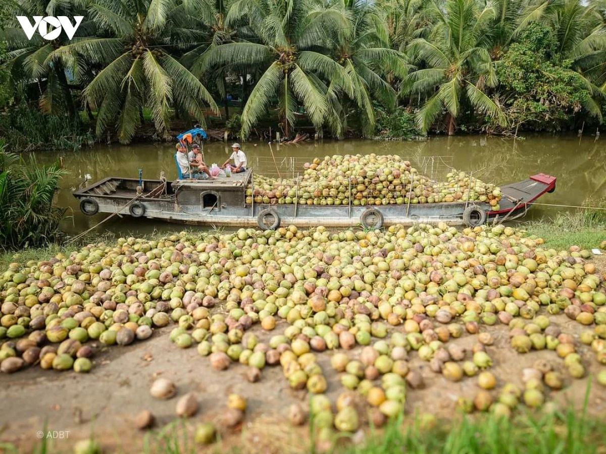 Vĩnh Long sẽ tổ chức CocoNext 2026, thúc đẩy chuỗi giá trị dừa xanh